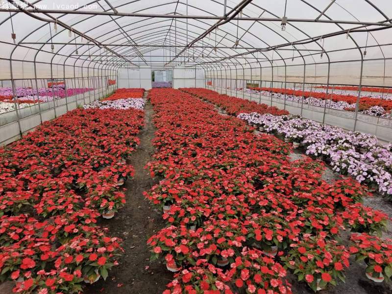 鳳仙花盆栽容器苗 鳳仙花盆栽容器苗