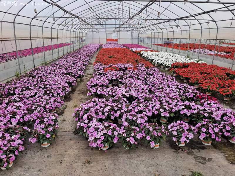 鳳仙花盆栽容器苗 鳳仙花盆栽容器苗